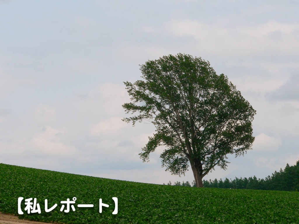 曇り空と哲学の木(2008/7/4撮影)