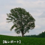 哲学の木(2008/7/4撮影)